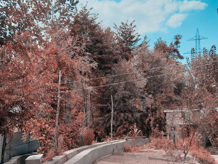 Cloudy blue sky over autumn field golden cyan and magenta. The beauty of landscape nature huge beautiful hills and long green trees around the crop field.の写真素材