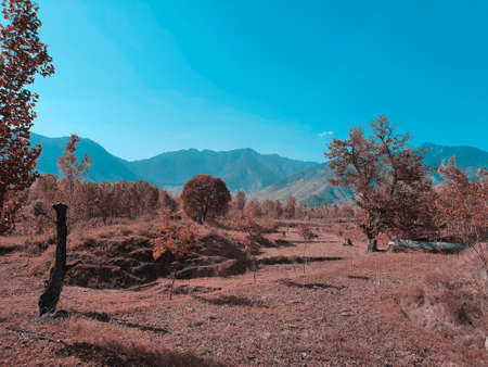 Cloudy blue sky over autumn field golden cyan and magenta. The beauty of landscape nature huge beautiful hills and long green trees around the crop field.の写真素材
