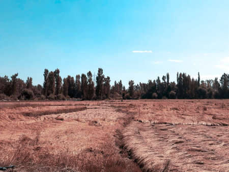 Cloudy blue sky over autumn field golden cyan and magenta. The beauty of landscape nature huge...