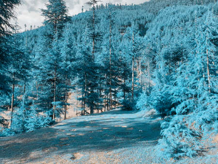 The beauty of landscape nature huge beautiful hills and long green trees around the crop field in magenta and cyan colors.の写真素材