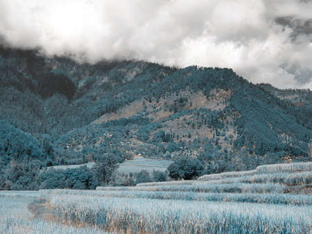 The beauty of landscape nature huge beautiful hills and long green trees around the crop field in magenta and cyan colors.の写真素材