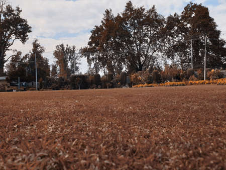 The beauty of landscape nature huge beautiful hills and long green trees around the crop field in magenta and cyan colors.の写真素材