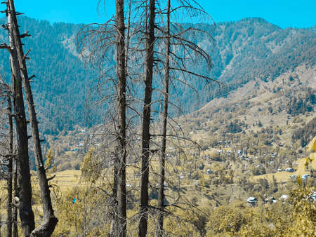 Fresh forest trees in forest on hills in the villages of jammu and kashmir india. Sky blue is also shining on the trees which looks to touch sky clouds and sun.の写真素材