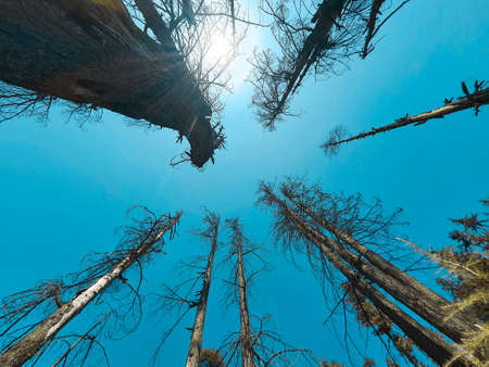 Fresh forest trees in forest on hills in the villages of jammu and kashmir india. Sky blue is also...