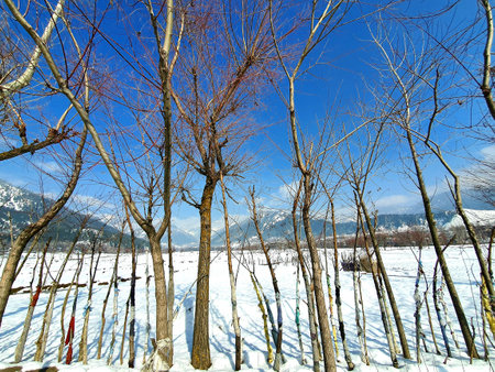 Long plants touches blue and colorful sky during winters in kashmir.の写真素材