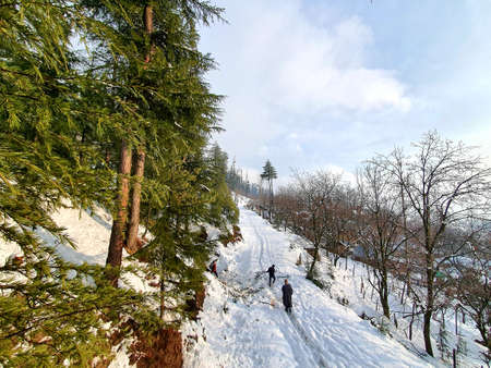 Long plants touches blue and colorful sky during winters in kashmir.