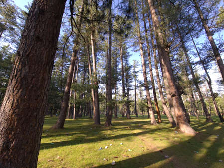Kashmir beauty green hills forests in mountains. summer landscape with green grass on the hills....