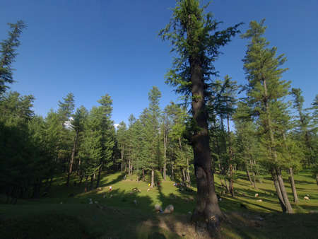 Kashmir beauty green hills forests in mountains. summer landscape with green grass on the hills....