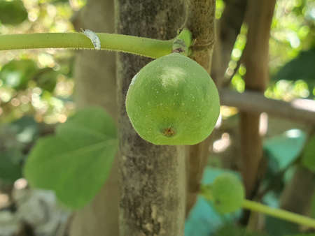 New fruit buds for new green season, Fully growth fruits are then edible produced by trees like...