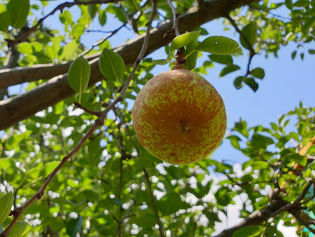 pears fruit buds for new green season, Fully growth fruits are then edible produced by trees like...