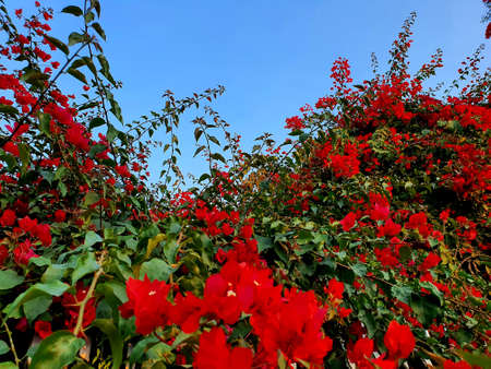 Multicolored garden flowers buttercups in a kibbutz field with a magnificent carpet. Walk in the world of flowers. Israel. Windy cloudy day.の写真素材