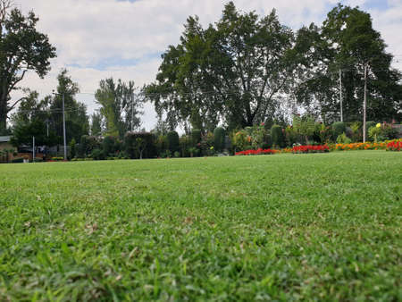 Multicolored garden flowers buttercups in a kibbutz field with a magnificent carpet. Walk in the world of flowers. Israel. Windy cloudy day.の写真素材