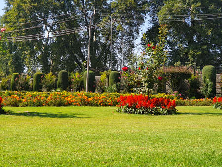 Multicolored garden flowers buttercups in a kibbutz field with a magnificent carpet. Walk in the world of flowers. Israel. Windy cloudy day.の写真素材