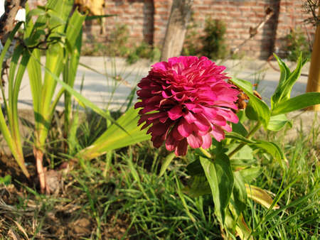 Multicolored garden flowers buttercups in a kibbutz field with a magnificent carpet. Walk in the...