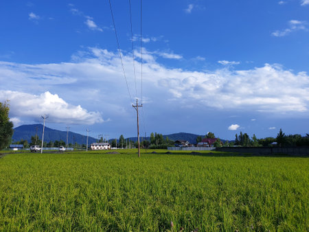 View of cloudy blue sky beautiful villages and rice fields of villagers in Indian states. Green and yellow golden colour crops in India are best destination for travellers.の写真素材