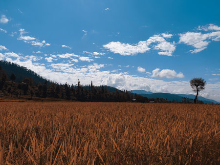 The beauty of landscape nature huge beautiful hills and long green trees around the crop field in magenta and cyan colors.の写真素材