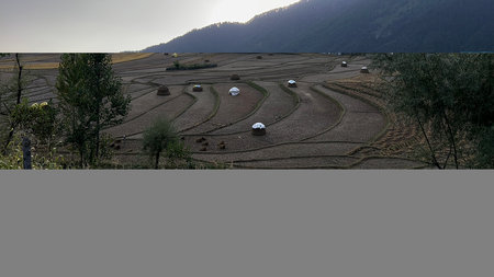 Stunning Kashmiri Landscape with Sheep Grazing Among Vibrant Fruits and Vegetablesの写真素材