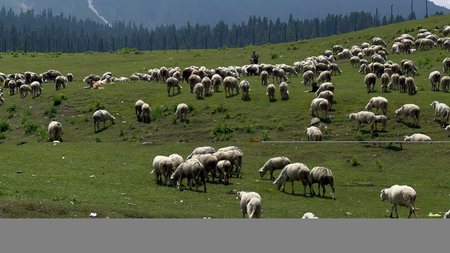 Scenic Paddy Fields in Kupwara Village - A Hidden Gem of Nature's Beauty, Sheep Grazing Among...