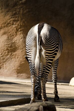 A zebra looking away while at the zoo.の写真素材