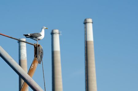nature in the foreground and industrial pollution in the background. Morro Bay,CA. の写真素材