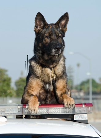 A K9 police dog sittig on the roof of the police car  の写真素材