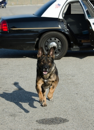 a police dog running from the patrol after a suspect.の写真素材