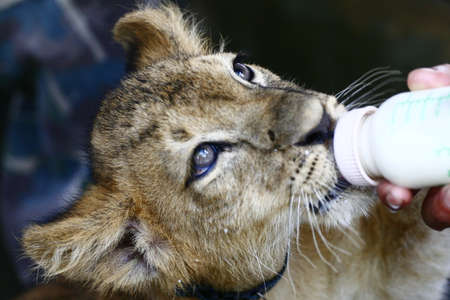 baby tigerの写真素材