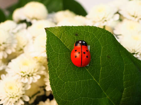 Ladybug crawling on white chrysanthemum leaves Flowers