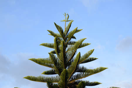 Christmas tree and beautiful sky
