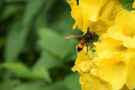 Wild bee on yellow flowers of tecoma treeの写真素材