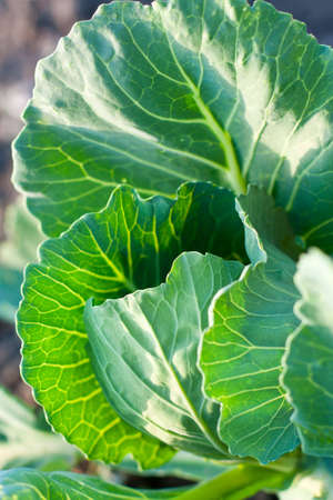 Fresh Green Leaves of Cabbage  Healthy Eating  Seasonal Agricultureの写真素材