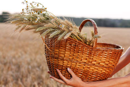 Ripe wheat ears and daisies in the wicker basket in woman hands against a background of wheat field. Harvest conceptの写真素材