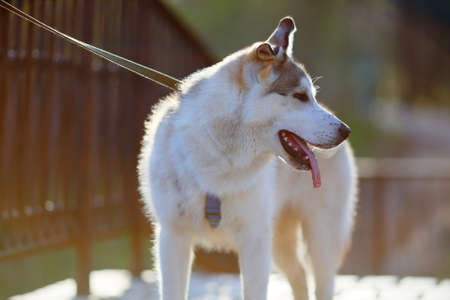 Portrait of young Siberian Husky in profile backlit in sunny dayの写真素材