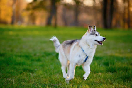 Husky dog frolic in a summer sunny parkの写真素材