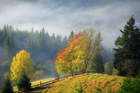Golden Autumn. Foggy morning in mountains. Carpathians landscape, Ukraine, Europe