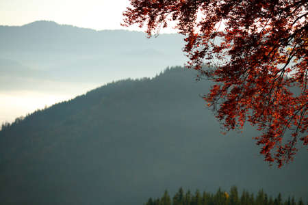 The branches of tree with red leaves on a background of misty mountains