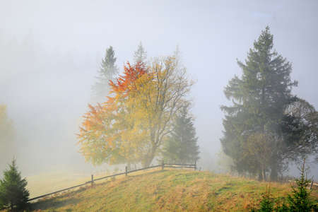 Landscape with trees and fog. Golden Autumn