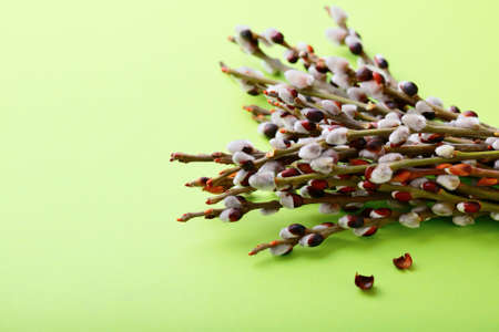 Pussy willow branch. Spring holiday