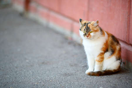 Mixed Breed White and Red Cat sitting on pavement near the wall. Outdoorの写真素材