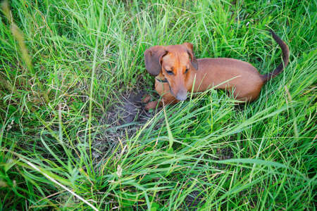Red smooth-haired dachshund hunting among the grass. Outdoorsの写真素材