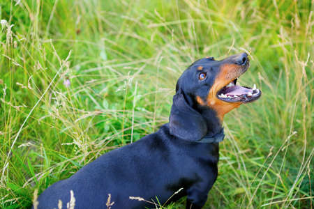 Black smooth-haired dachshund open-mouthed look up among the green grassの写真素材
