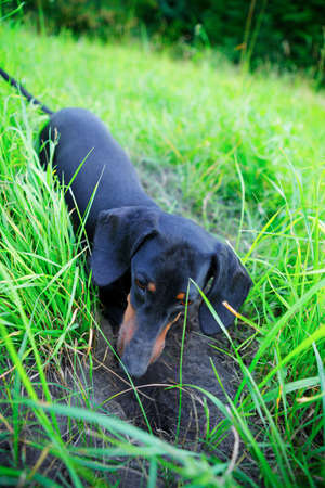 Black dachshund hunting closeup among the green grass. Outdoorsの写真素材
