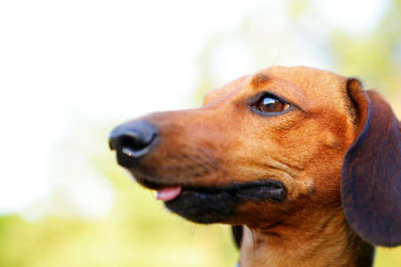 Brown smooth-haired dachshund portrait in profile closeup against green blurred nature backgroundの写真素材