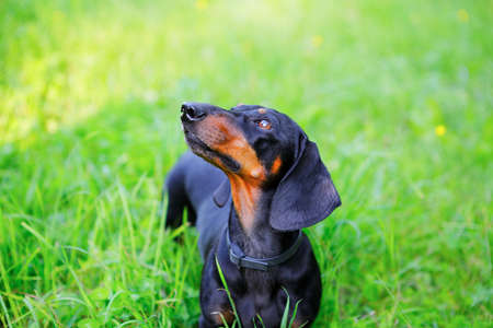 Black smooth-haired dachshund among the green grass look up. Nature backgroundの写真素材