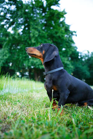 Black smooth-haired dachshund sitting in the green grass. Outdoorsの写真素材