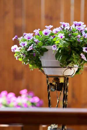 Petunia Flowers blossom in a flower pot on the porch illuminated by sunlightの写真素材