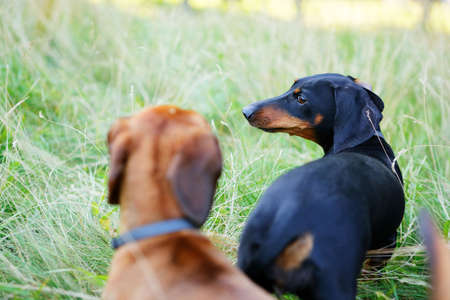 Black and red smooth-haired dachshunds playing among the green grassの写真素材