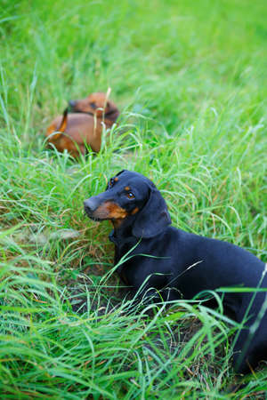Black and red smooth-haired dachshunds hunting among the green grass. Outdoors