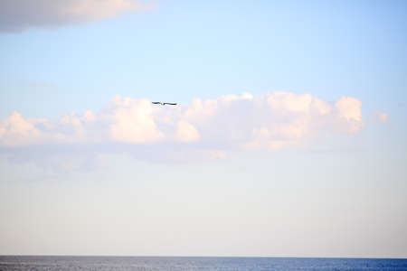 Seagull is flying over the sea against a background of clouds and skyの写真素材
