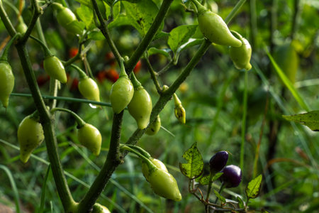 Growing herbs and vegetables in the home garden. Rural gardening. Red and green hot peppers Nepalese bell, Capsicum annuum. Eco life.の写真素材
